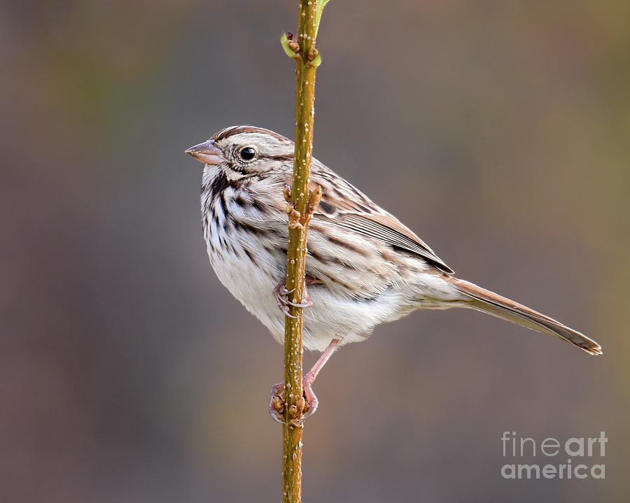 Autumn Song Sparrow Photograph by Amy Porter