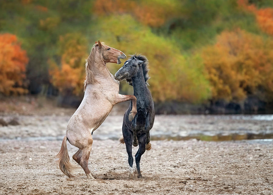 Autumn Sparring. Photograph by Paul Martin
