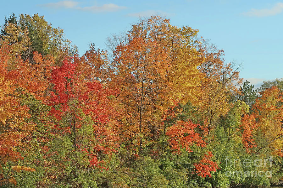 Autumn Spectacle Photograph by Ann Horn