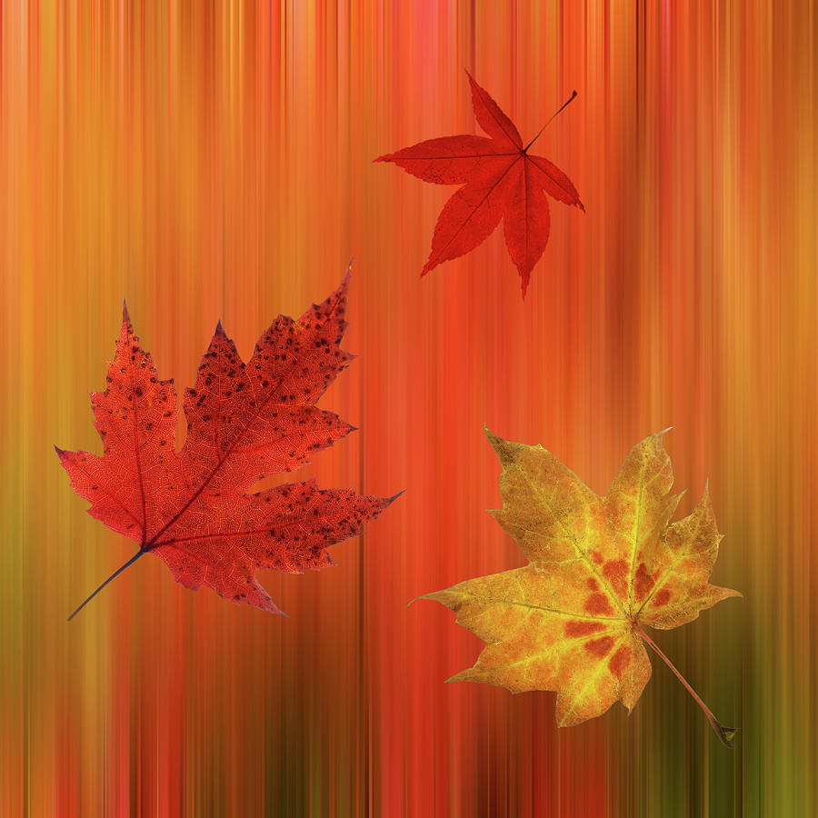 Autumn Spirit Square Photograph by Gill Billington