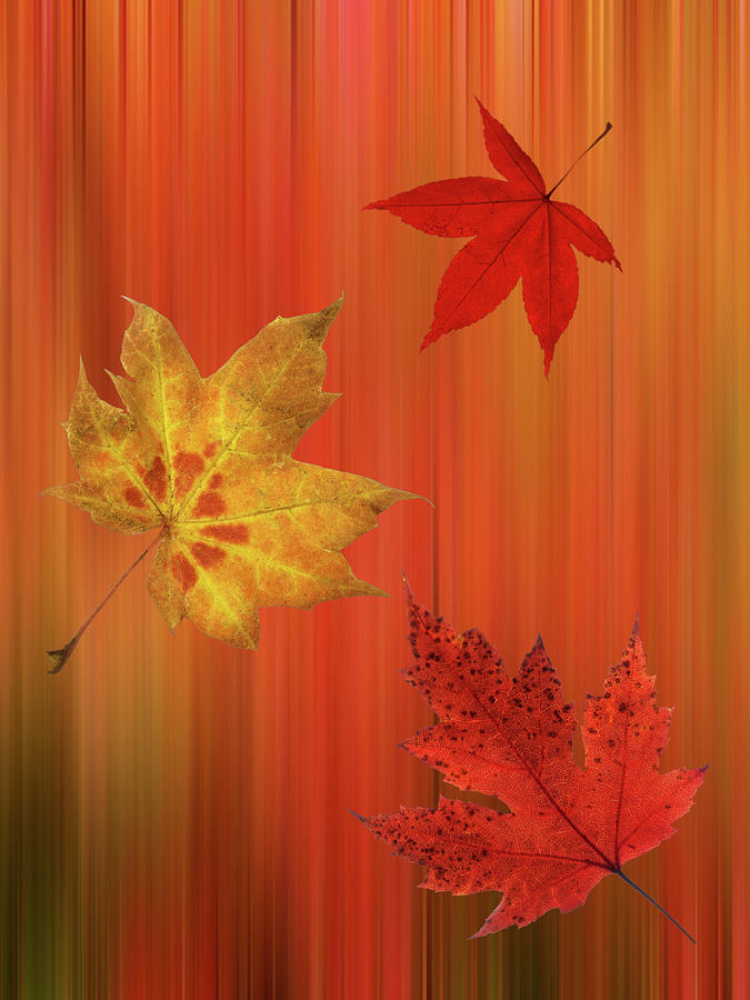 Autumn Spirit Vertical Photograph by Gill Billington