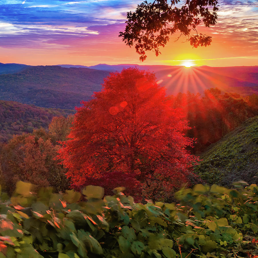 Autumn Splendor At Artist Point - Mountainburg Arkansas Photograph