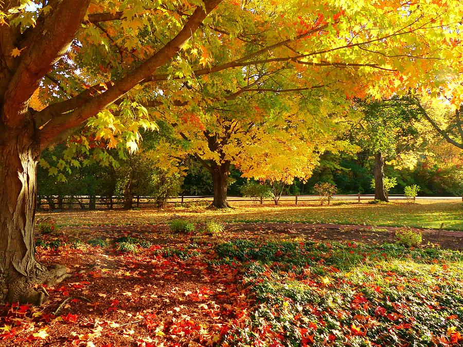 Autumn Splendor Photograph by Elaine Franklin