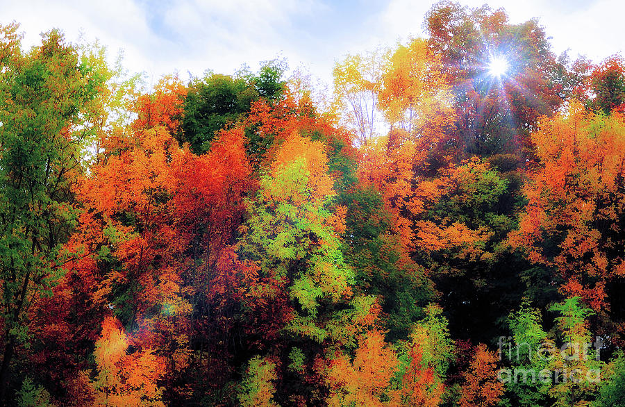 Autumn Splendor Photograph by Elaine Manley