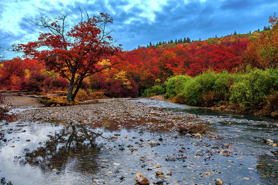 Autumn Splendor in the Fields Photograph by Dan Carmichael