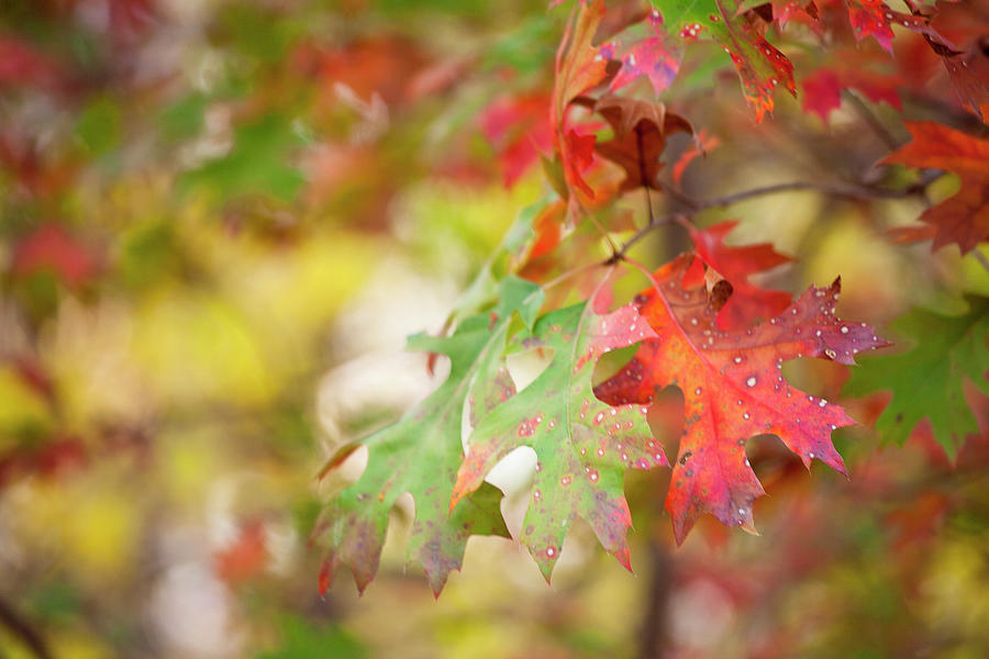 Autumn Splendor Photograph by Toni Hopper