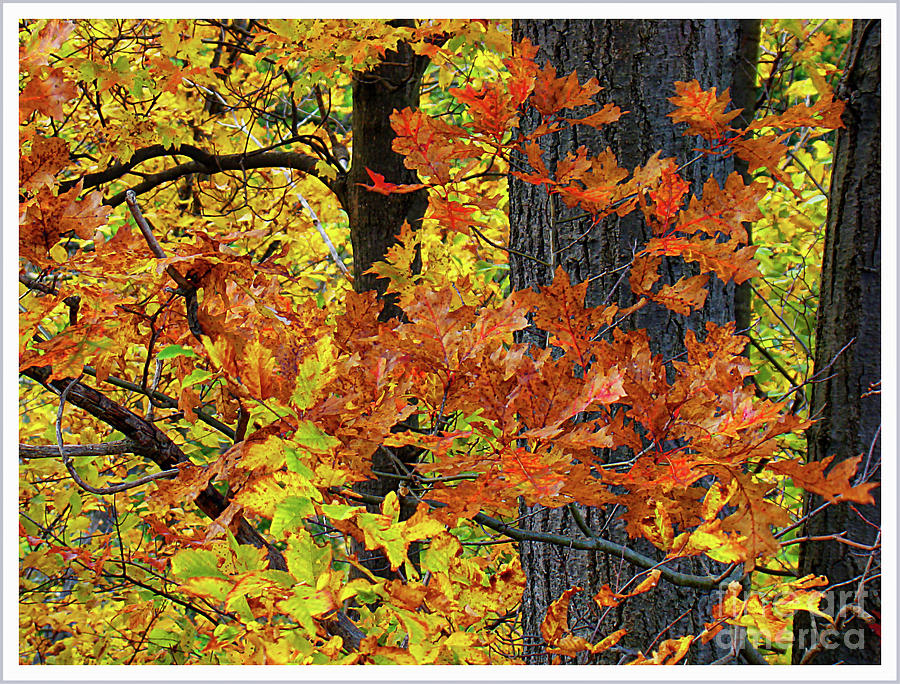 Autumn Splendour In Ontario II Photograph by Al Bourassa