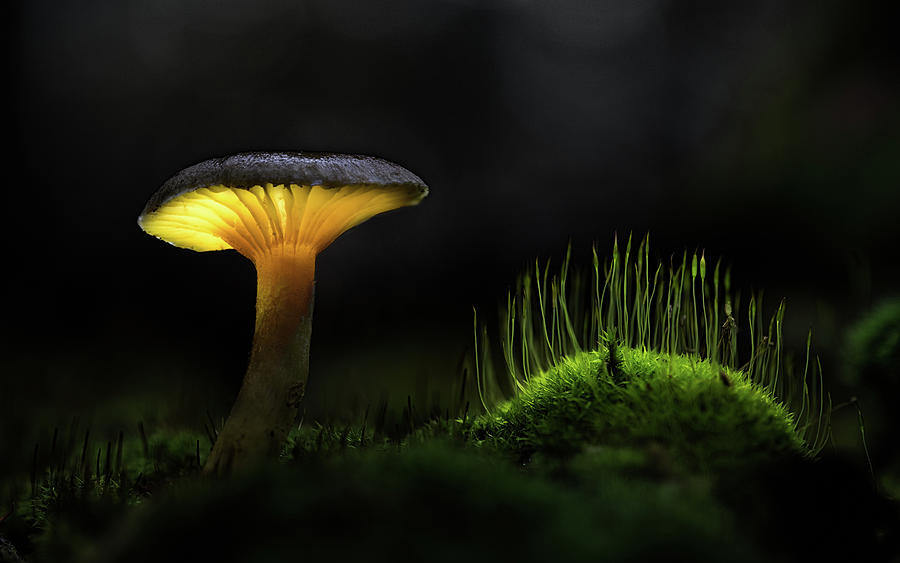 Autumn spotlight - fairy tale forest Photograph by Dirk Ercken