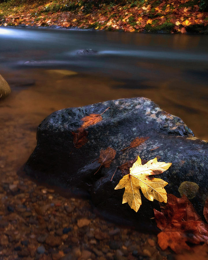 Autumn Stream Photograph by Catherine Avilez