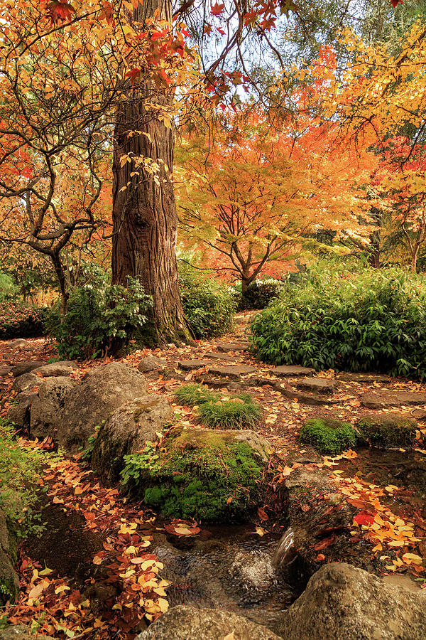 Fall Photograph - Autumn Stream In Lithia Park by James Eddy