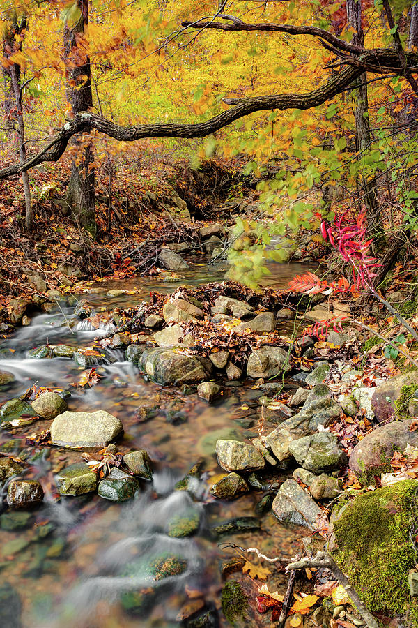 America Photograph - Autumn Stream in the Ouachita Mountains by Gregory Ballos