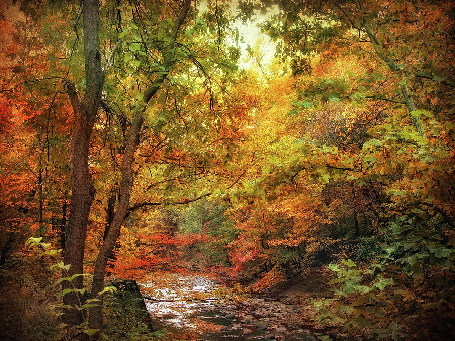 Autumn Stream Photograph by Jessica Jenney