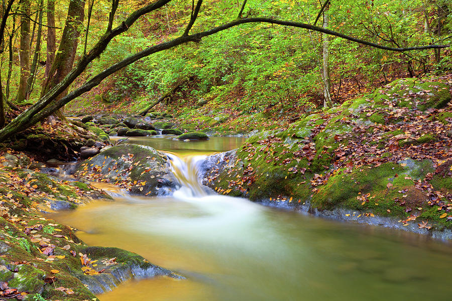 Autumn Stream Photograph by Kencanning