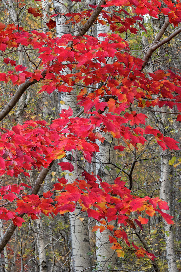 Autumn Sugar Maple In Acadia Photograph by Jeff Foott