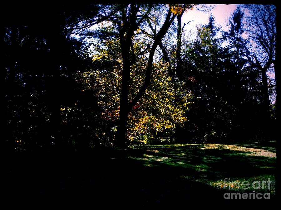 Autumn Sunlight Through The Trees Photograph