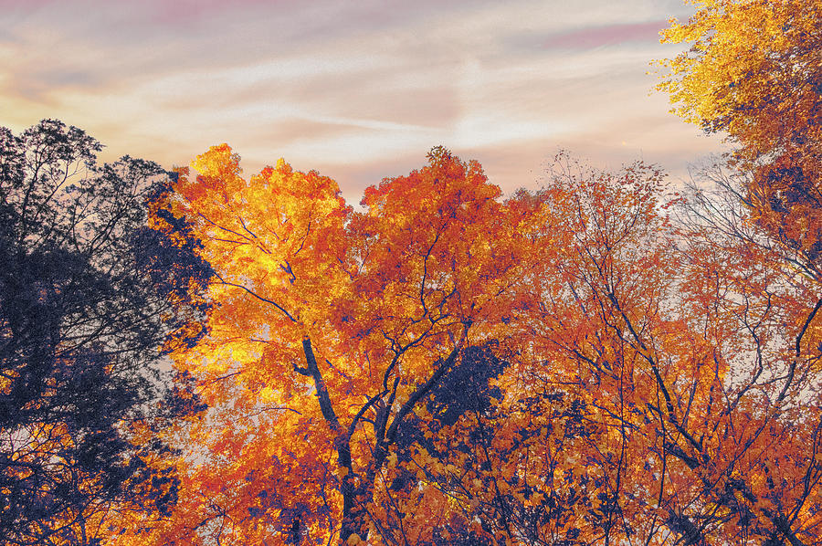 Autumn Sunrise Tree Painting Photograph