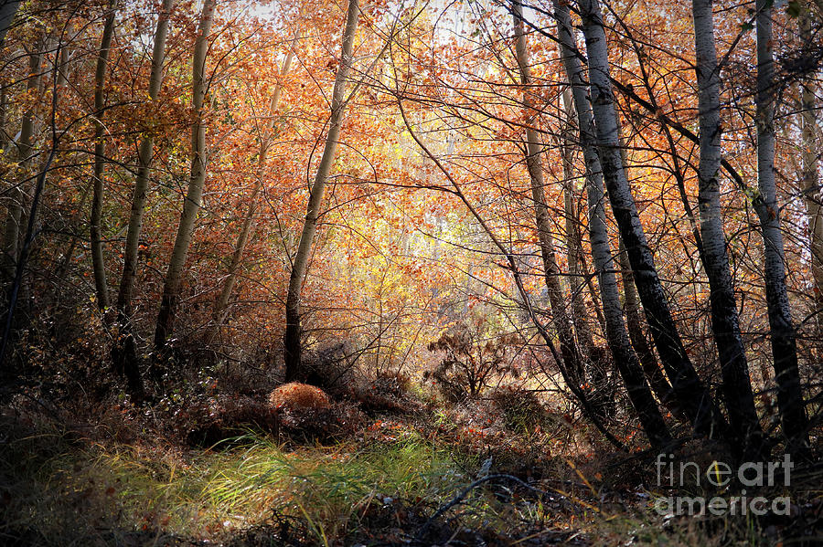 Autumn Sunshine through Poplar Grove Photograph by Carol Groenen