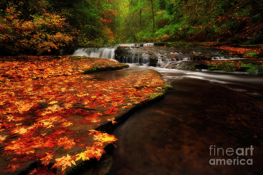 Autumn Sweet Creek Photograph by Masako Metz