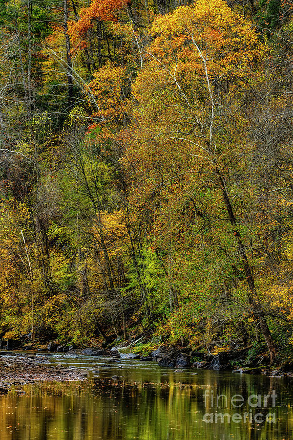 Autumn Sycamore along Elk River Photograph by Thomas R Fletcher
