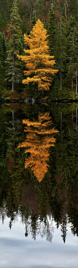 Autumn Tamarack Photograph by Doug Gibbons Autumn Tamarack Photograph by Doug Gibbons
