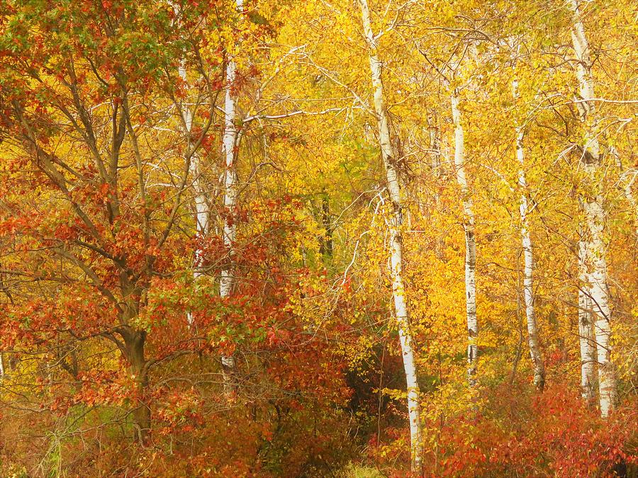 Autumn Tapestry  Photograph by Lori Frisch