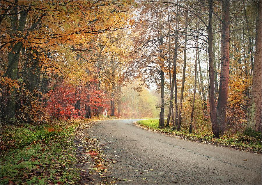 Tree Photograph - Autumn Theme #5 by Slawek Aniol