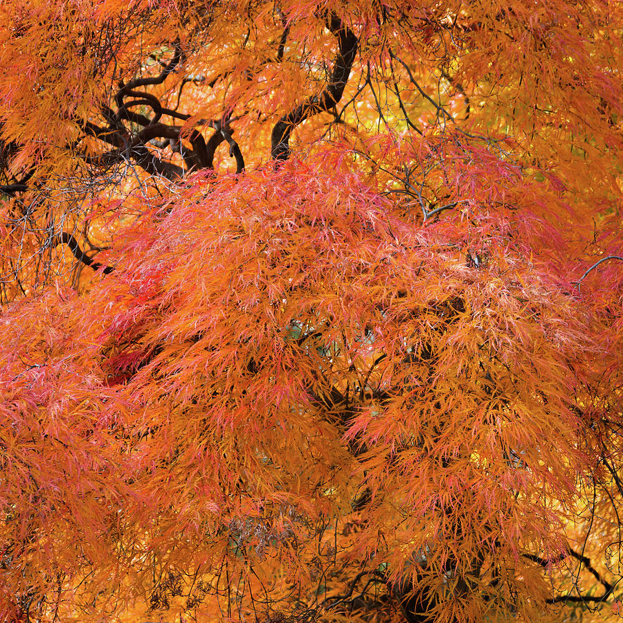 Autumn Threads Photograph by Stewart Helberg