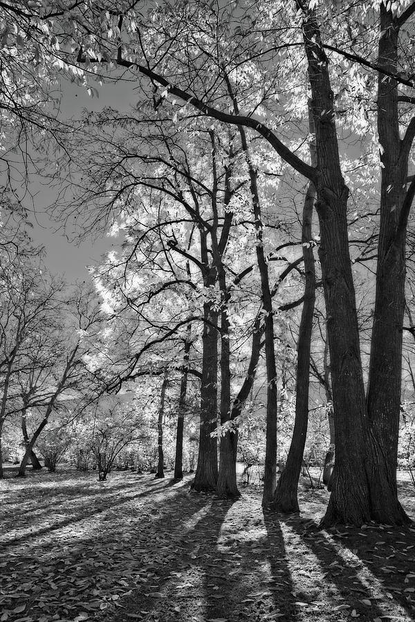 Autumn Through the Nut Trees Black and White Photograph by Allan Van Gasbeck