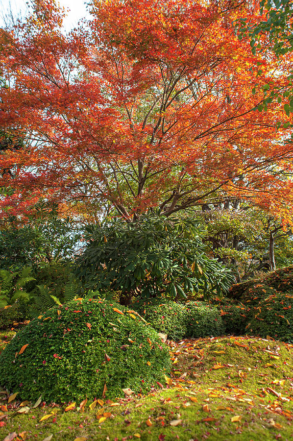 Autumn Time in Japanese Garden 1 Photograph by Jenny Rainbow