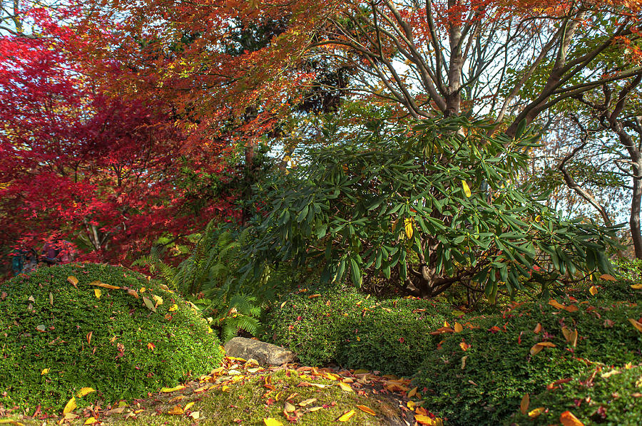 Autumn Time in Japanese Garden 4 Photograph by Jenny Rainbow
