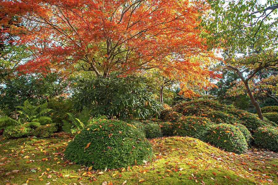 Autumn Time in Japanese Garden Photograph by Jenny Rainbow