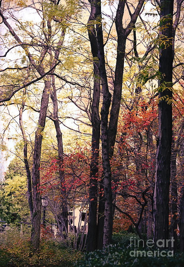 Autumn Tones Nature Landscape Colors  Photograph by Chuck Kuhn
