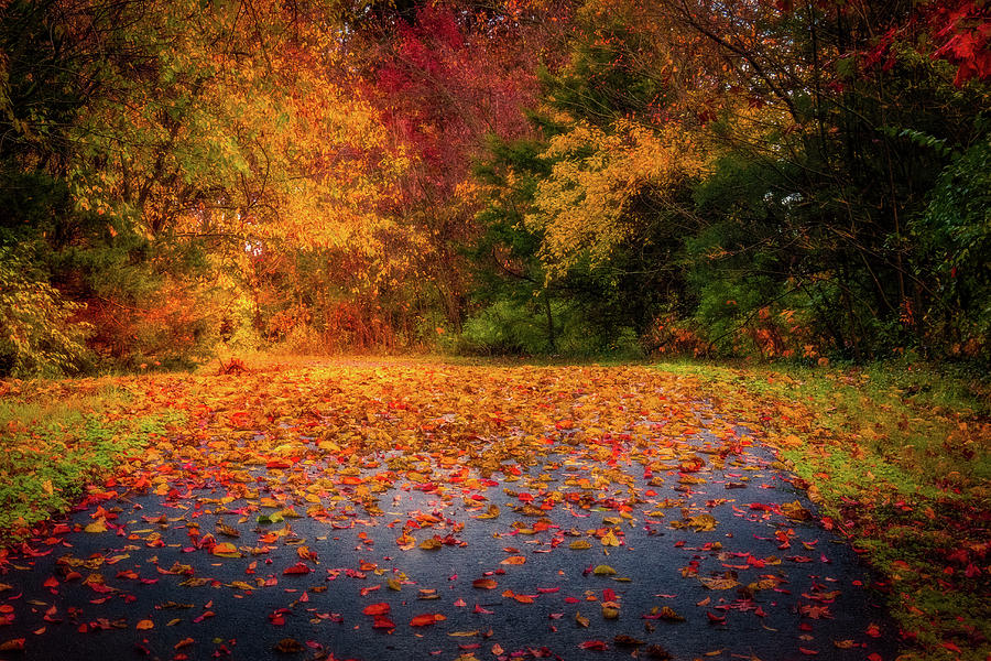 Autumn Trail Photograph by Allin Sorenson