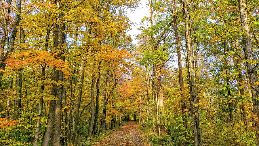 Autumn Trail Photograph by Chris Spencer