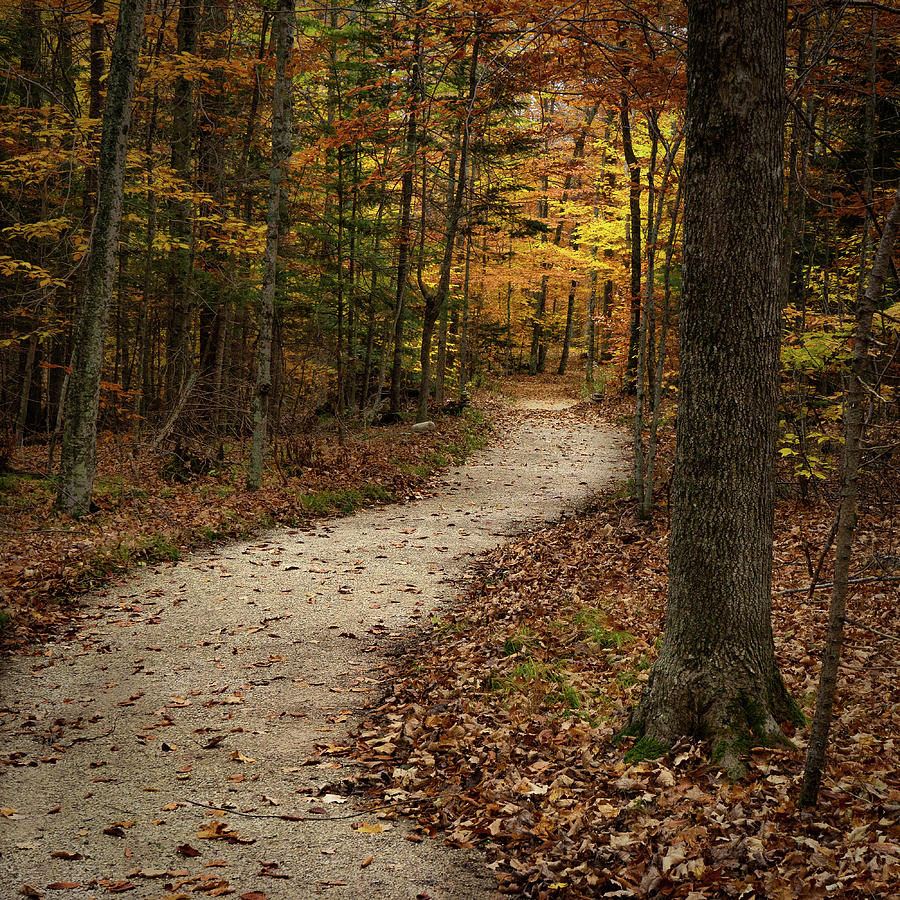 Autumn Trail Photograph by David Heilman