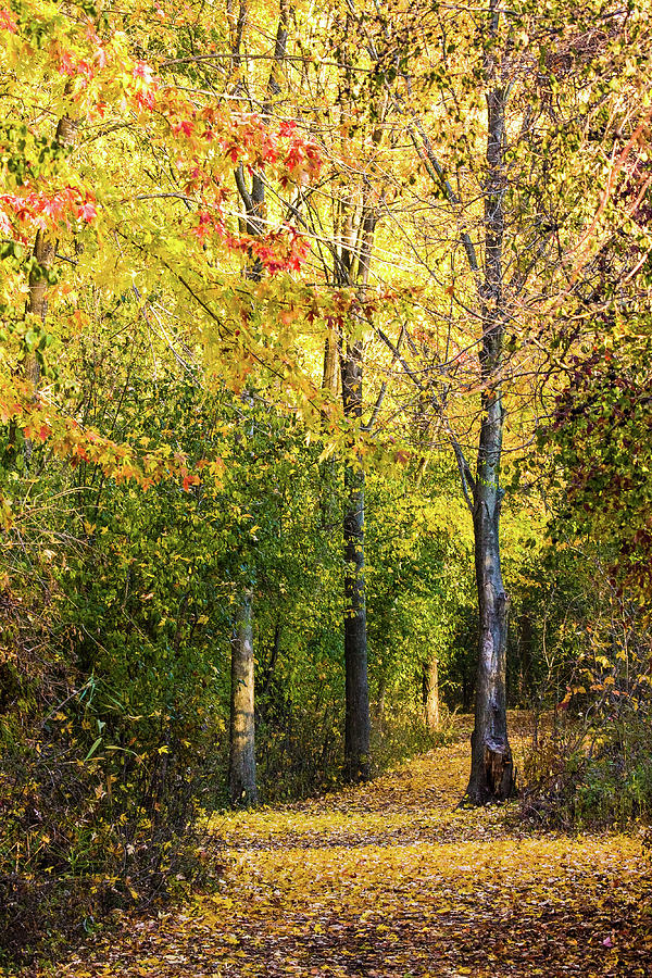 Fall Photograph - Autumn Trail by James Marvin Phelps
