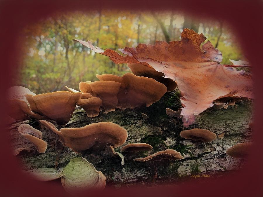 Autumn Treasures Photograph by Angela Davies