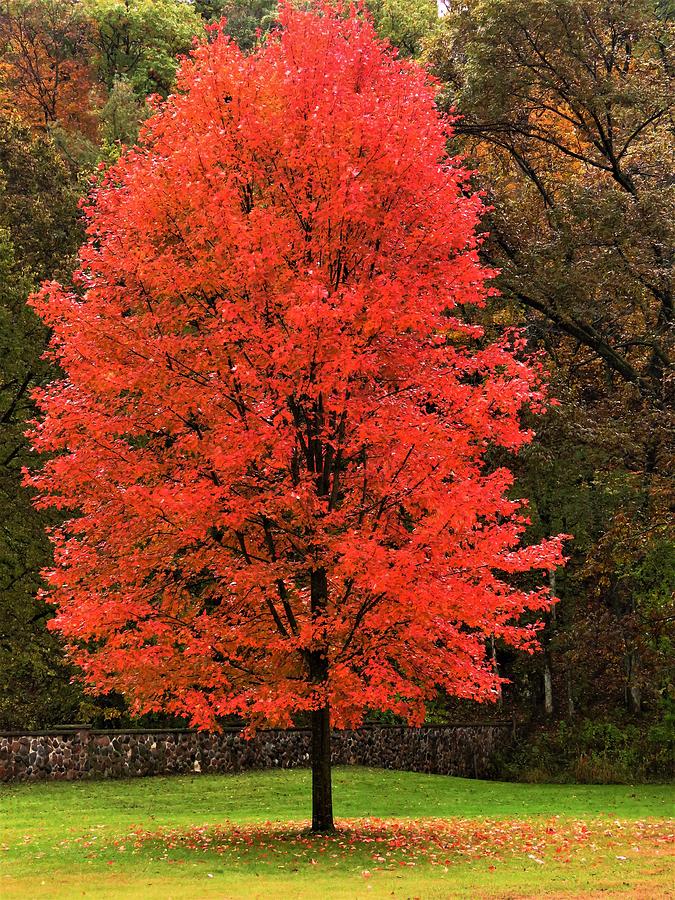 Autumn Tree Aflame  Photograph by Lori Frisch