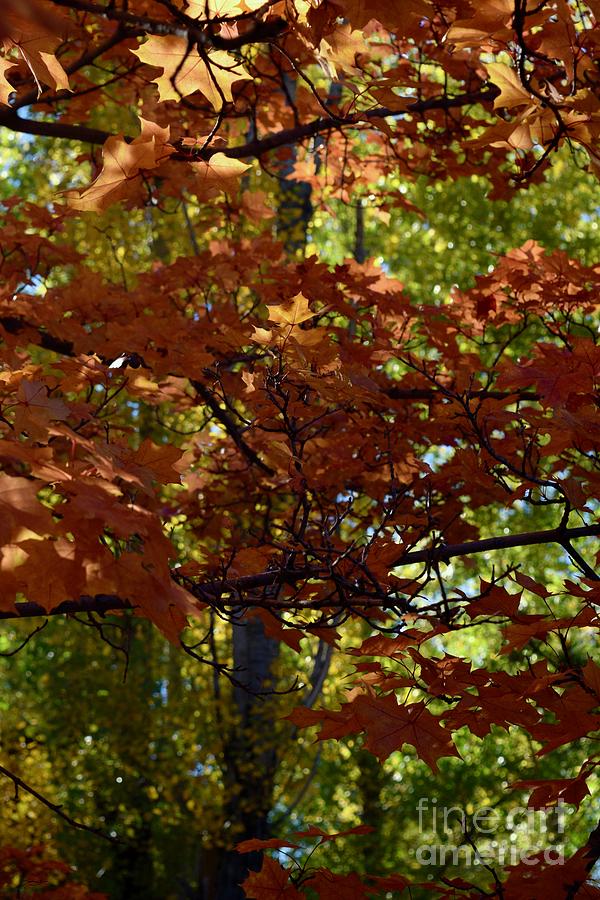Autumn Tree - Foliage #7 by Gem S Visionary Autumn Tree - Foliage #7 by Gem S Visionary