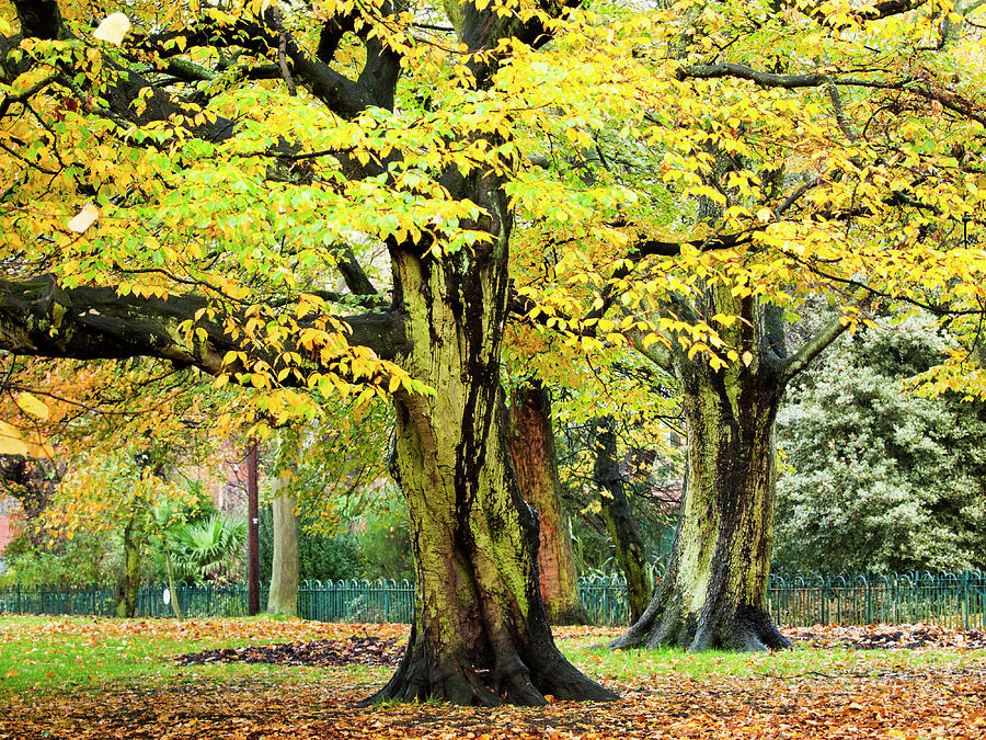 Autumn Tree Photograph by Haoliang