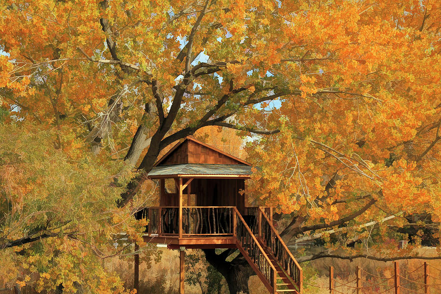 Nature Photograph - Autumn Tree House by Donna Kennedy
