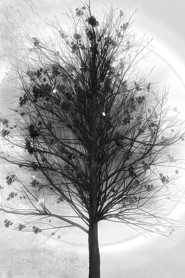 Autumn Tree in Black and White Digital Art by Debra and Dave Vanderlaan