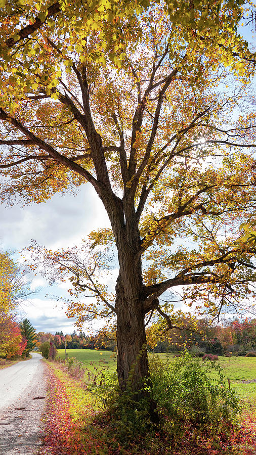 Autumn Tree Photograph by John Rivera