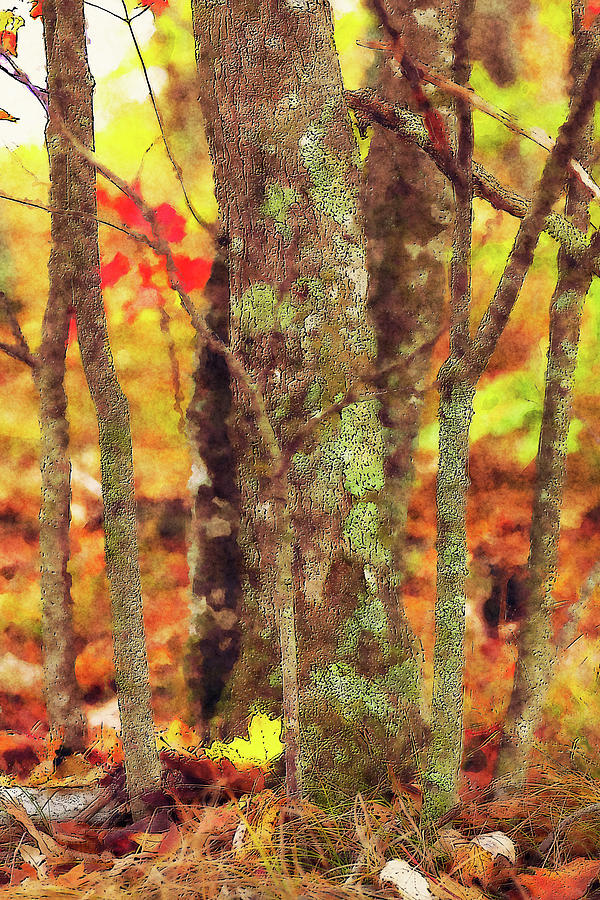 Autumn Tree Trunks FX Mixed Media by Dan Carmichael