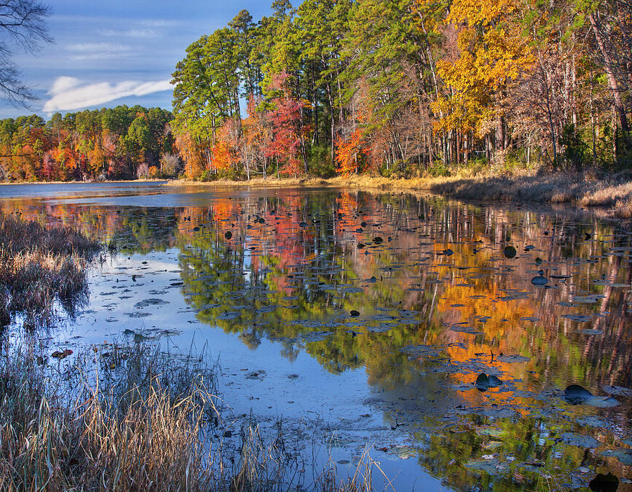 Autumn Trees Along Lake, Daingerfield State Park, Texas Photograph by Tim Fitzharris