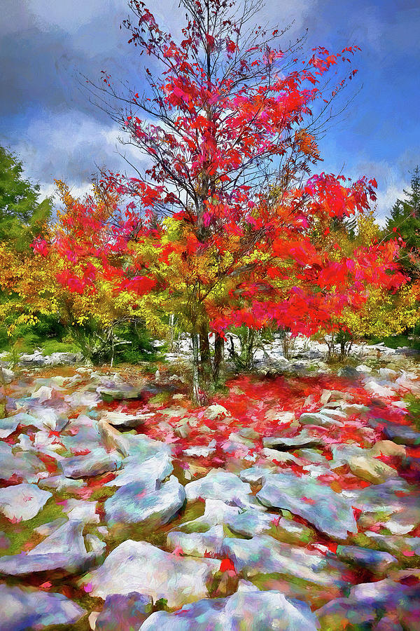 Autumn Trees and Rocks - Fall Colors AP Painting by Dan Carmichael