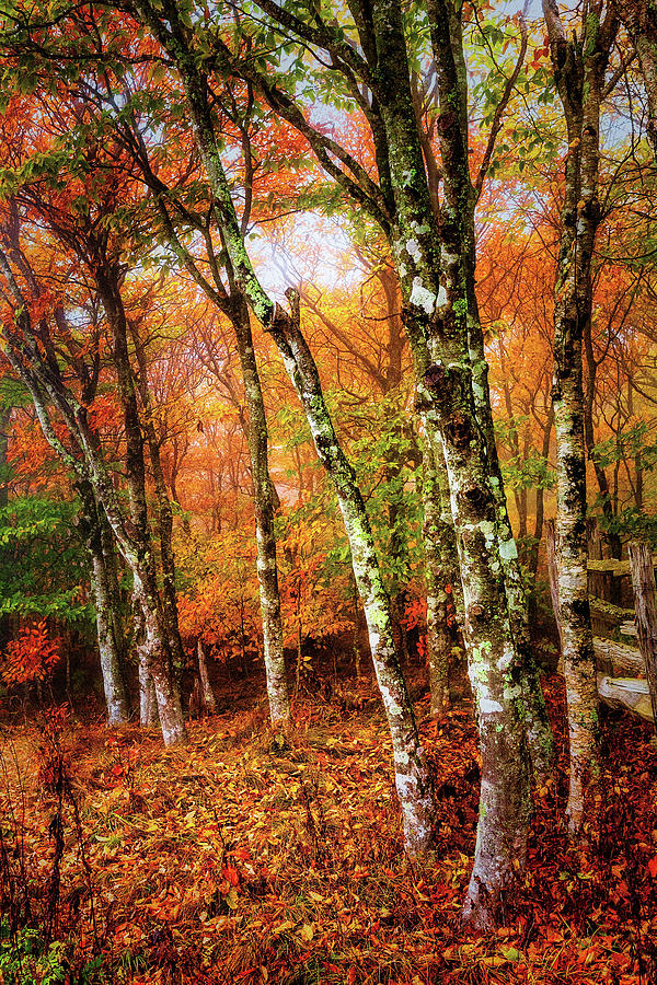 Autumn Trees at Craggy Gardens Photograph by Dan Carmichael