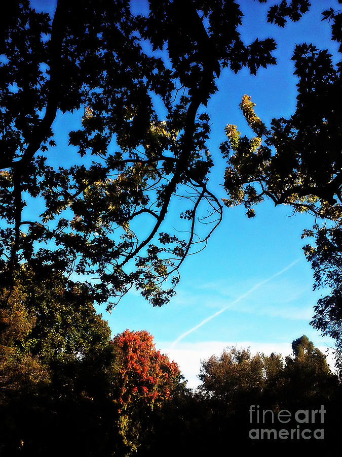 Autumn Trees Blue Sky Photograph by Frank J Casella
