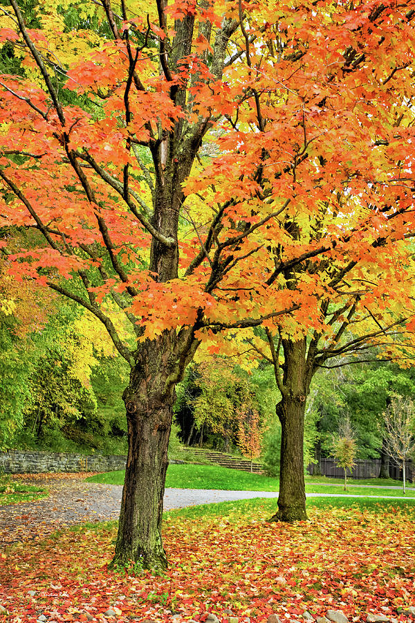 Autumn Trees Photograph by Christina Rollo - Fine Art America