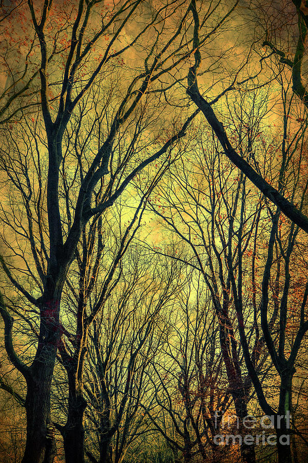 Autumn Trees Photograph by David Lichtneker